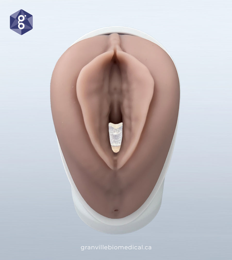 Venus - Pelvic Health Educational Model with Translucent Canal (Limited Edition)