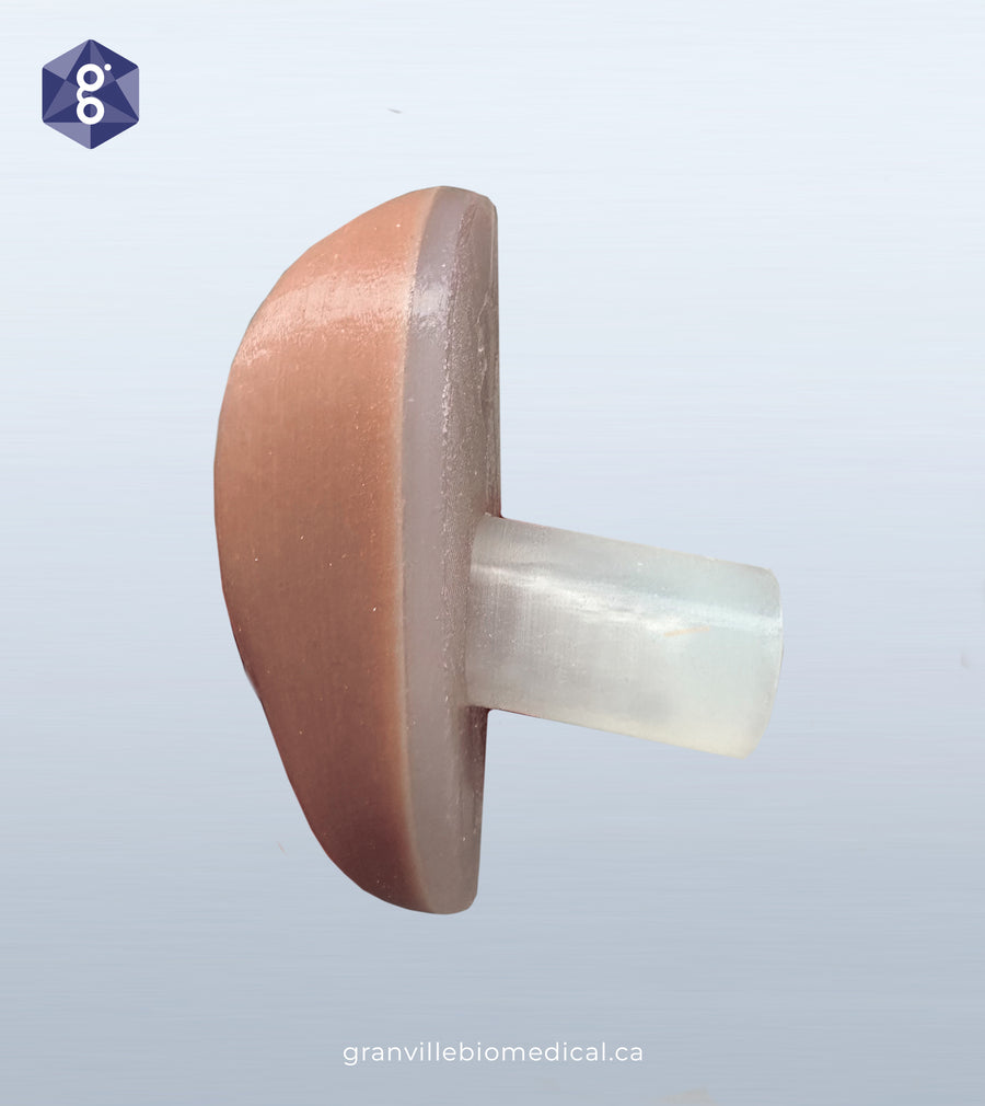 Venus - Pelvic Health Educational Model with Translucent Canal (Limited Edition)