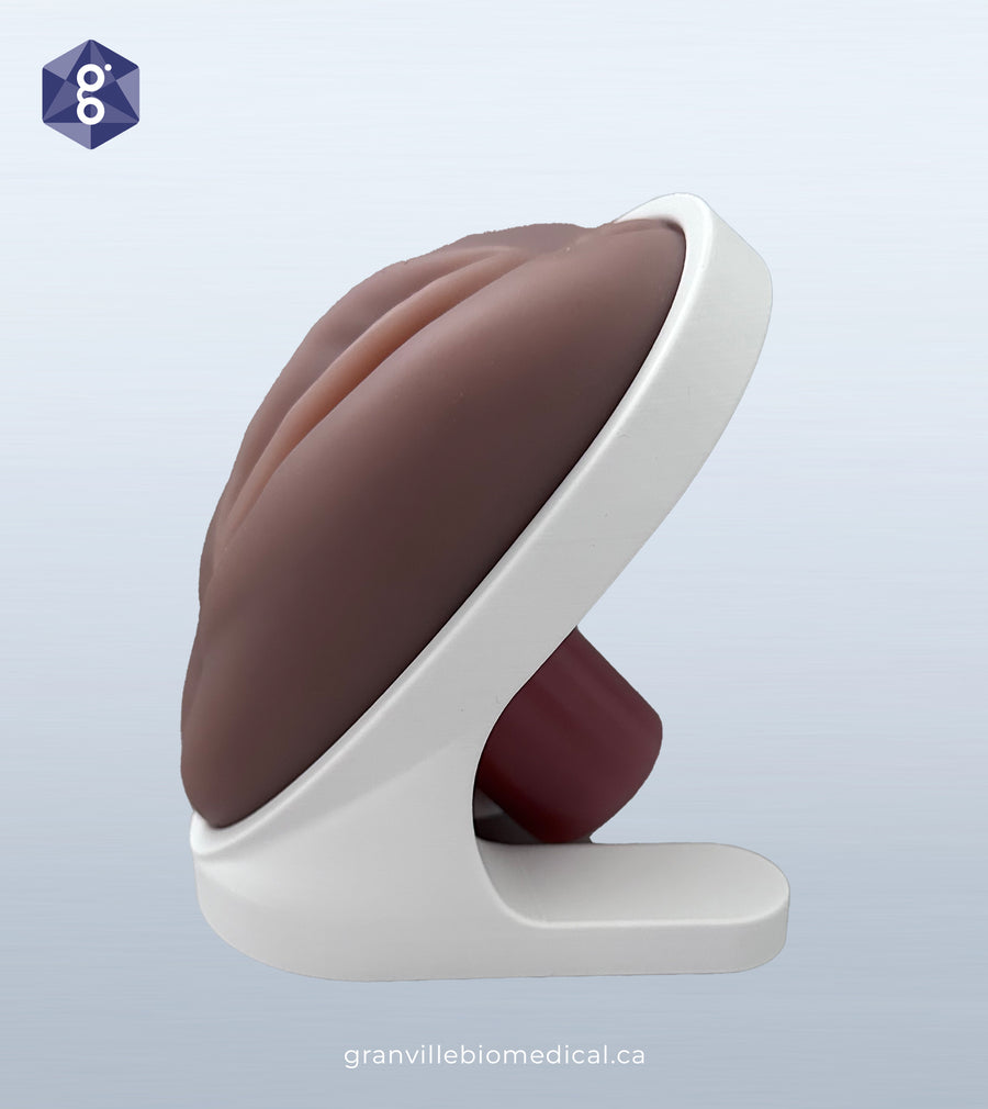 Pelvic Health Training Model - Vaginal Anatomical Model For Medical Education