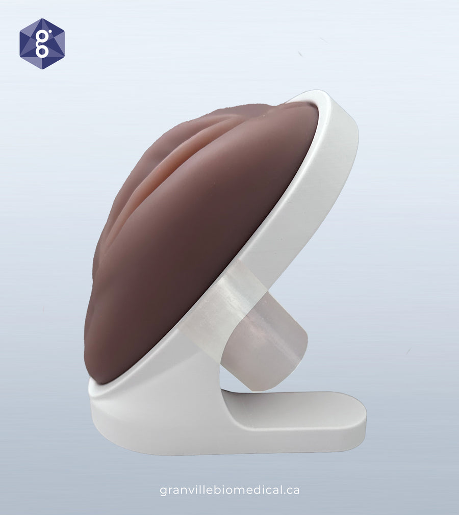 Venus - Pelvic Health Educational Model with Translucent Canal (Limited Edition)