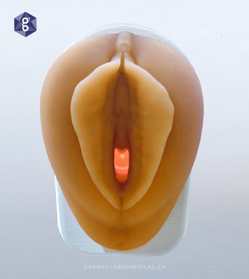 Light Venus Pelvic Health Anatomical Model 