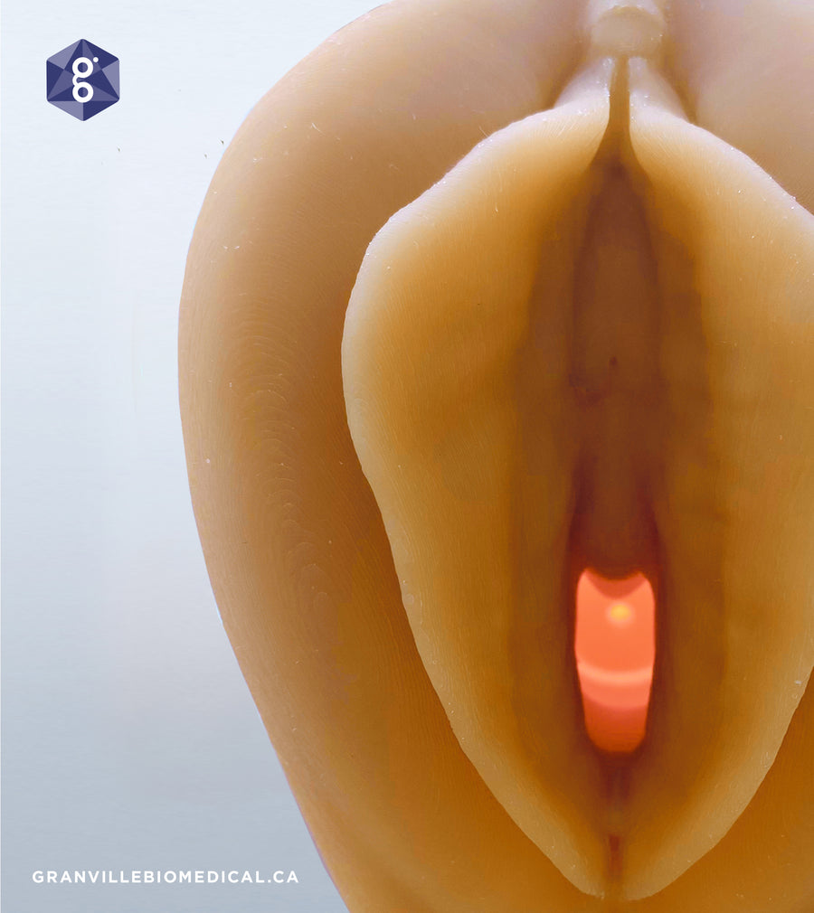 Light Venus Pelvic Health Anatomical Model with close up of cervix