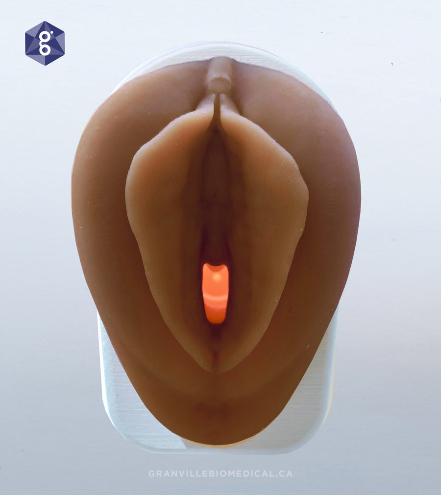Venus :: Anatomisches Modell für Beckengesundheit
