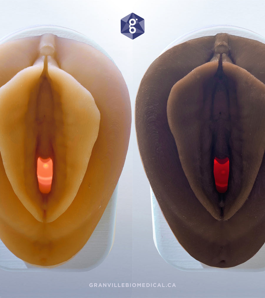 Light and dark Venus Pelvic Health Anatomical Models